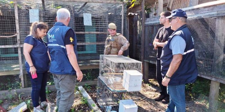 Fiscais ambientais apreendem mais de 230 animais silvestres em SC