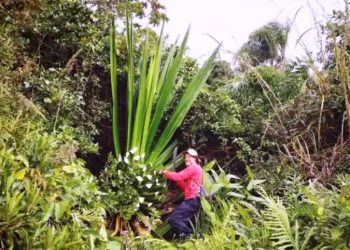 Operação retira vegetação exótica e invasora de dunas em Florianópolis