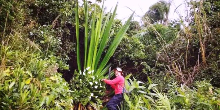 Operação retira vegetação exótica e invasora de dunas em Florianópolis
