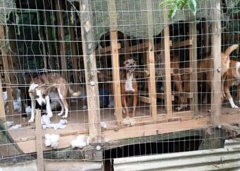 Dibea entra na mira da Justiça após flagrante de atendimento precário aos animais