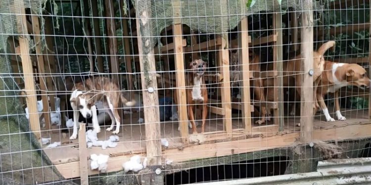 Dibea entra na mira da Justiça após flagrante de atendimento precário aos animais