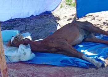 Agentes resgatam cavalo abandonado sem comida e prendem tutor em SC