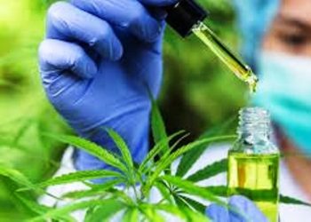 Justiça absolve paciente de cannabis acusado de tráfico