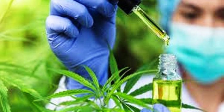 Justiça absolve paciente de cannabis acusado de tráfico