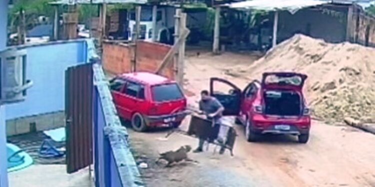 Homem sofre ataque de pitibul na Grande Florianópolis