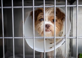 Saiba como irá funcionar o Hospital Veterinário Municipal gratuito de Florianópolis