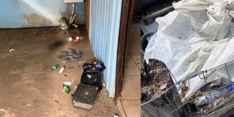 Polícia encontra filhotes mortos e prende homem por maus tratos a animais
