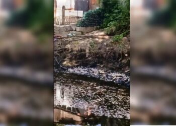 Rio em Palhoça amanhece com centenas de peixes mortos