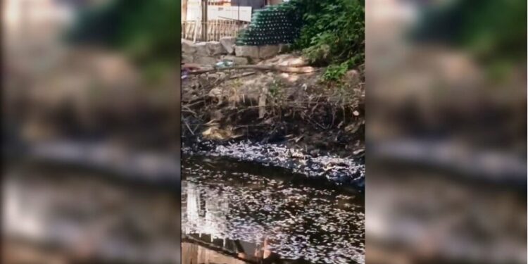 Rio em Palhoça amanhece com centenas de peixes mortos