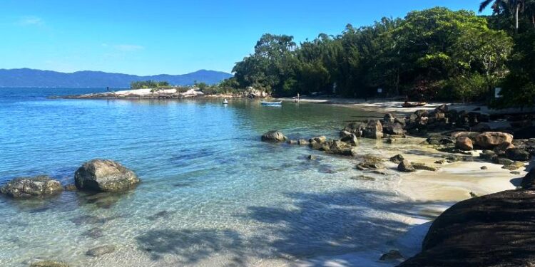 Plano de ações fortalecem a biodiversidade na região de Florianópolis