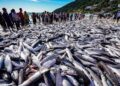 SC questiona aumento de 20% na cota da tainha e ameaça ir à Justiça mais uma vez