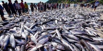 SC questiona aumento de 20% na cota da tainha e ameaça ir à Justiça mais uma vez
