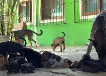 Polícia resgata 28 cães em Florianópolis e encaminha para adoção responsável