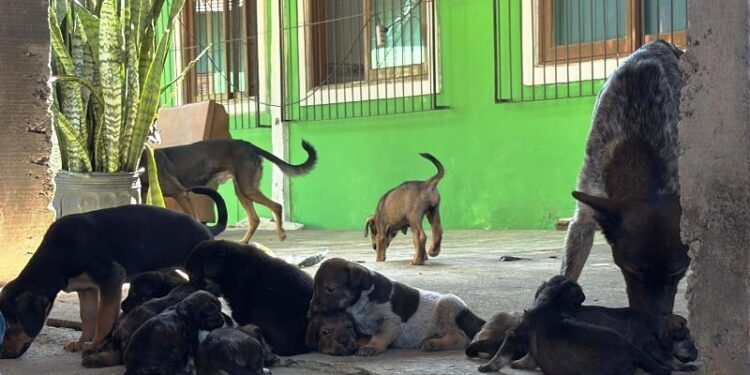 Polícia resgata 28 cães em Florianópolis e encaminha para adoção responsável