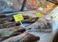 Peixes frescos ganham protagonismo no almoço de Páscoa