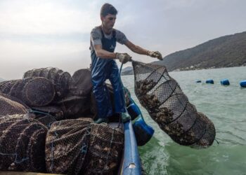 Calor provoca morte de 90% das ostras em Santa Catarina