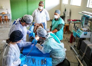 Pesquisa da UFSC usa estímulos elétricos para regenerar ossos no corpo