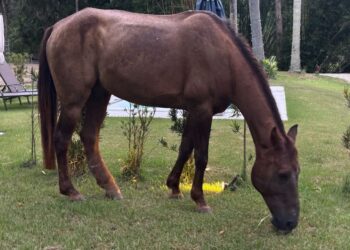 Cavalo encontrado com câncer em Floripa sobrevive após tratamento com cannabis