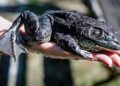 Rã-touro: autoridades monitoram nova espécie animal invasora em Florianópolis