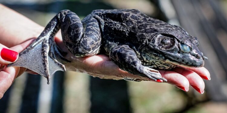 Rã-touro: autoridades monitoram nova espécie animal invasora em Florianópolis