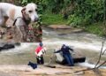 Cachorro fica ilhado em rio e é resgatado pelos Bombeiros em São José