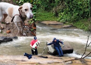 Cachorro fica ilhado em rio e é resgatado pelos Bombeiros em São José