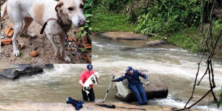 Cachorro fica ilhado em rio e é resgatado pelos Bombeiros em São José