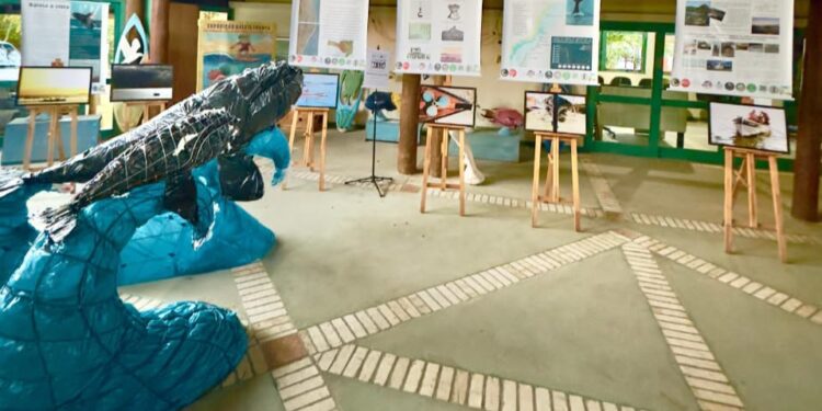 Exposição em Florianópolis celebra a chegada das baleias-francas ao litoral